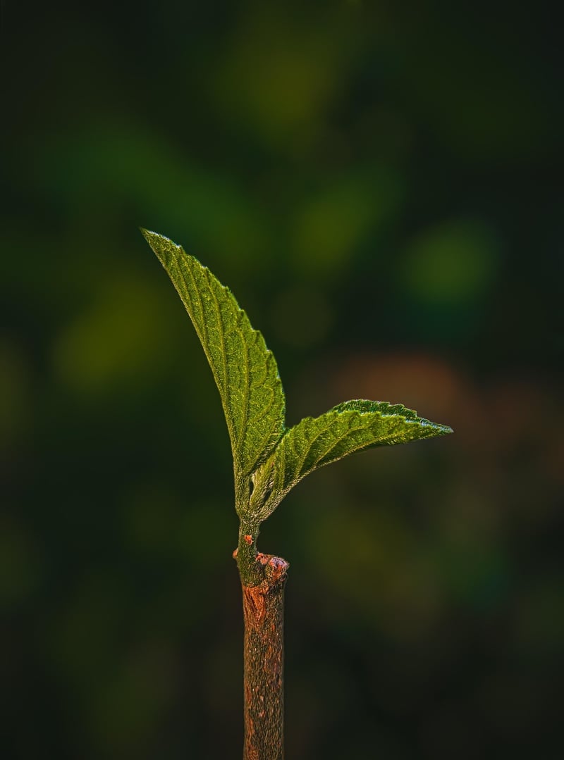 Vertical Planting