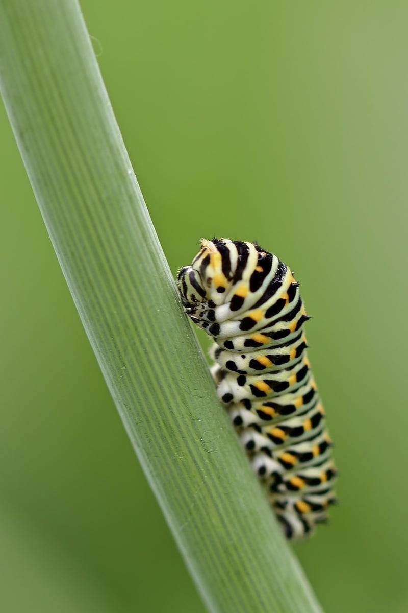Caterpillar on Plant