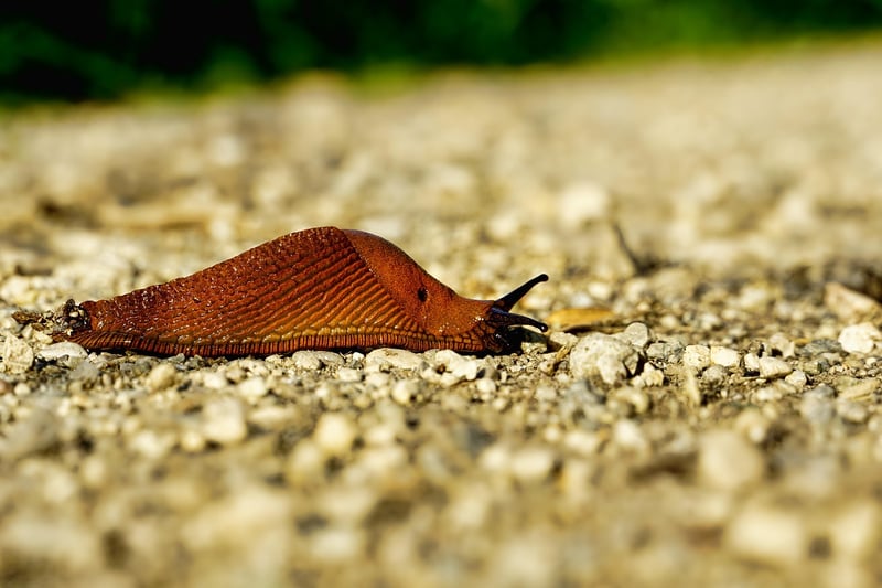 Snails in Garden
