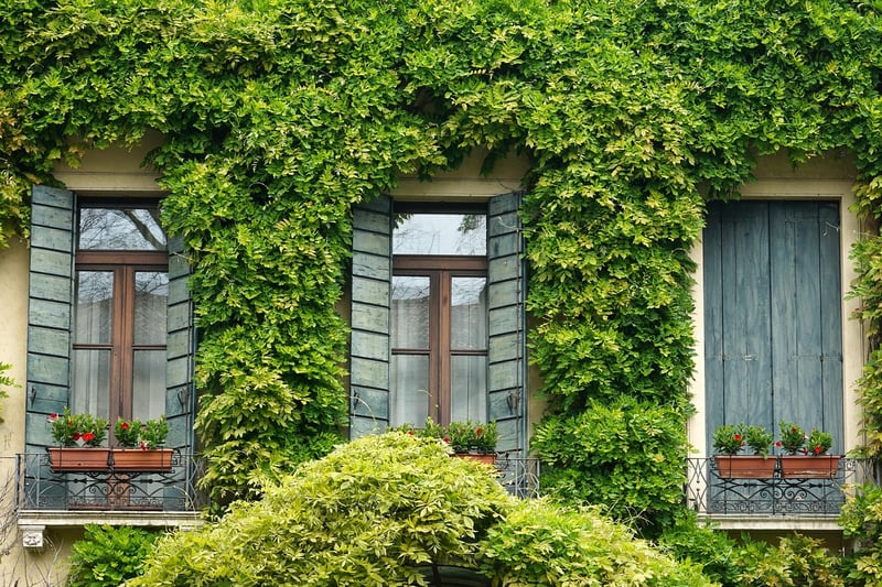 Window Boxes